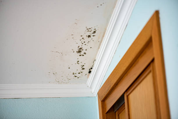 Best Residential Mold Remediation in Durand, MI